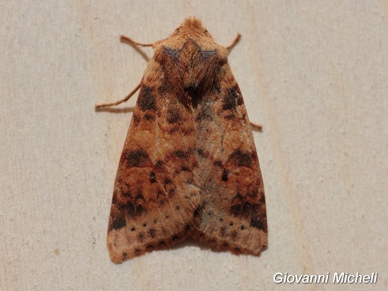 Noctuidae rossastra da ID - Xanthia (Cirrhia) gilvago